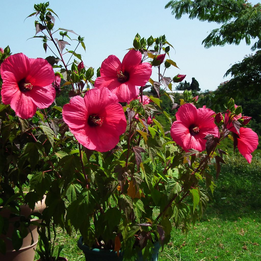 Hibiscus moscheutos Planet Griotte - Moerashibiscus