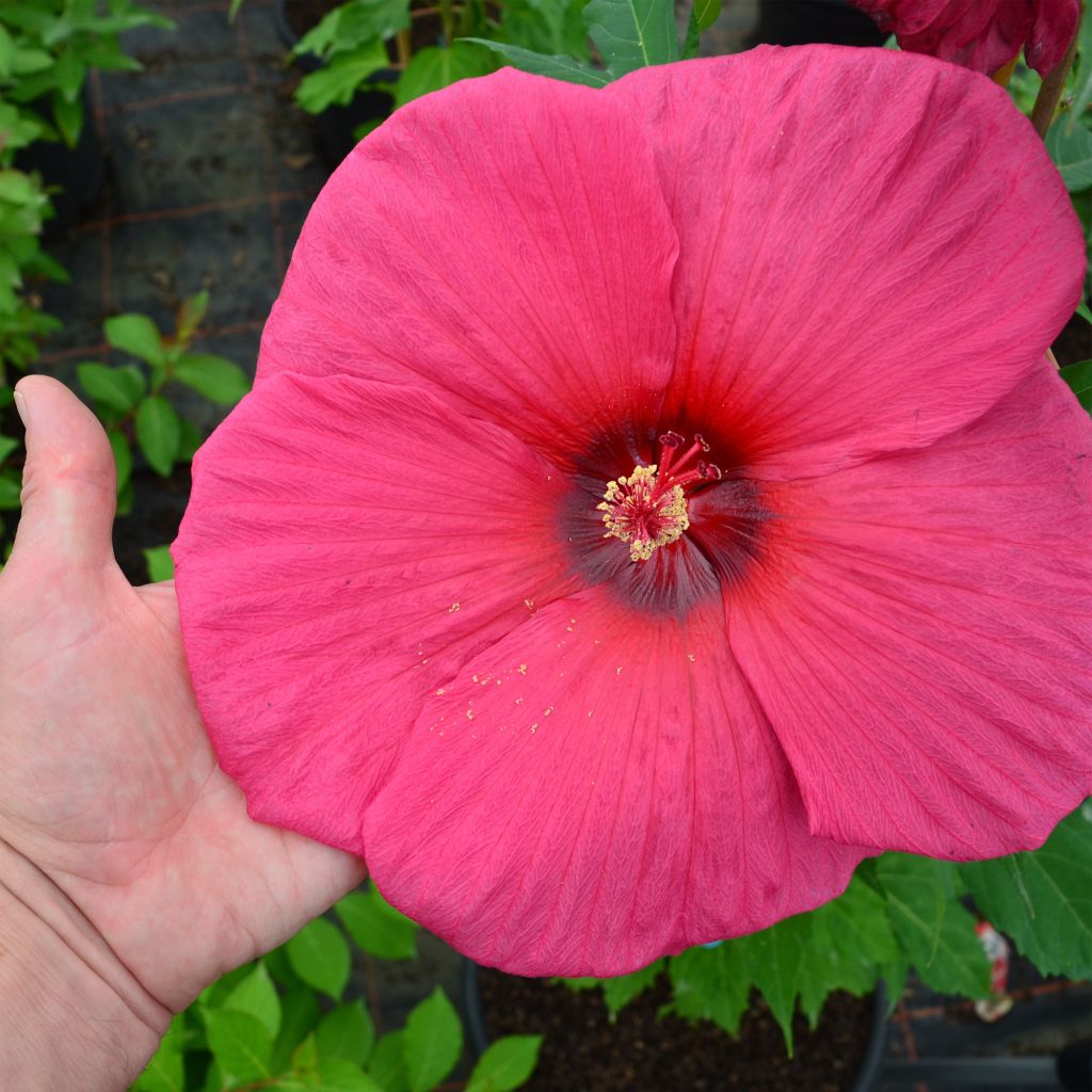 Hibiscus moscheutos Planet Griotte - Moerashibiscus