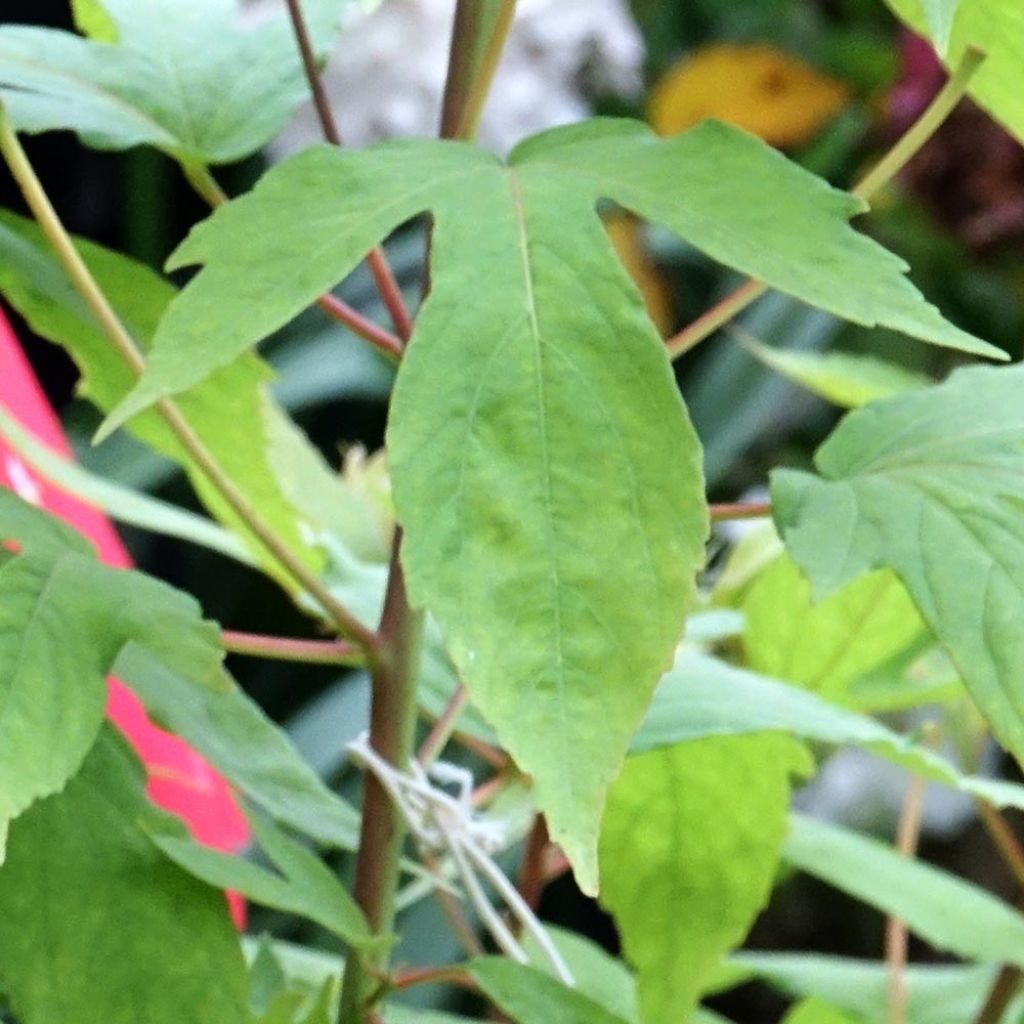 Hibiscus moscheutos Raijin® - Hibiscus des marais nain