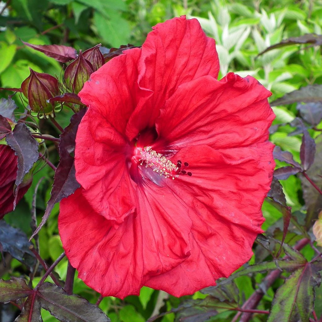 Hibiscus moscheutos Red Wine - Moerashibiscus