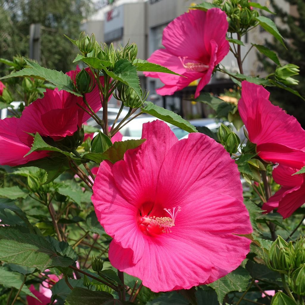 Hibiscus moscheutos Roze - Moerashibiscus