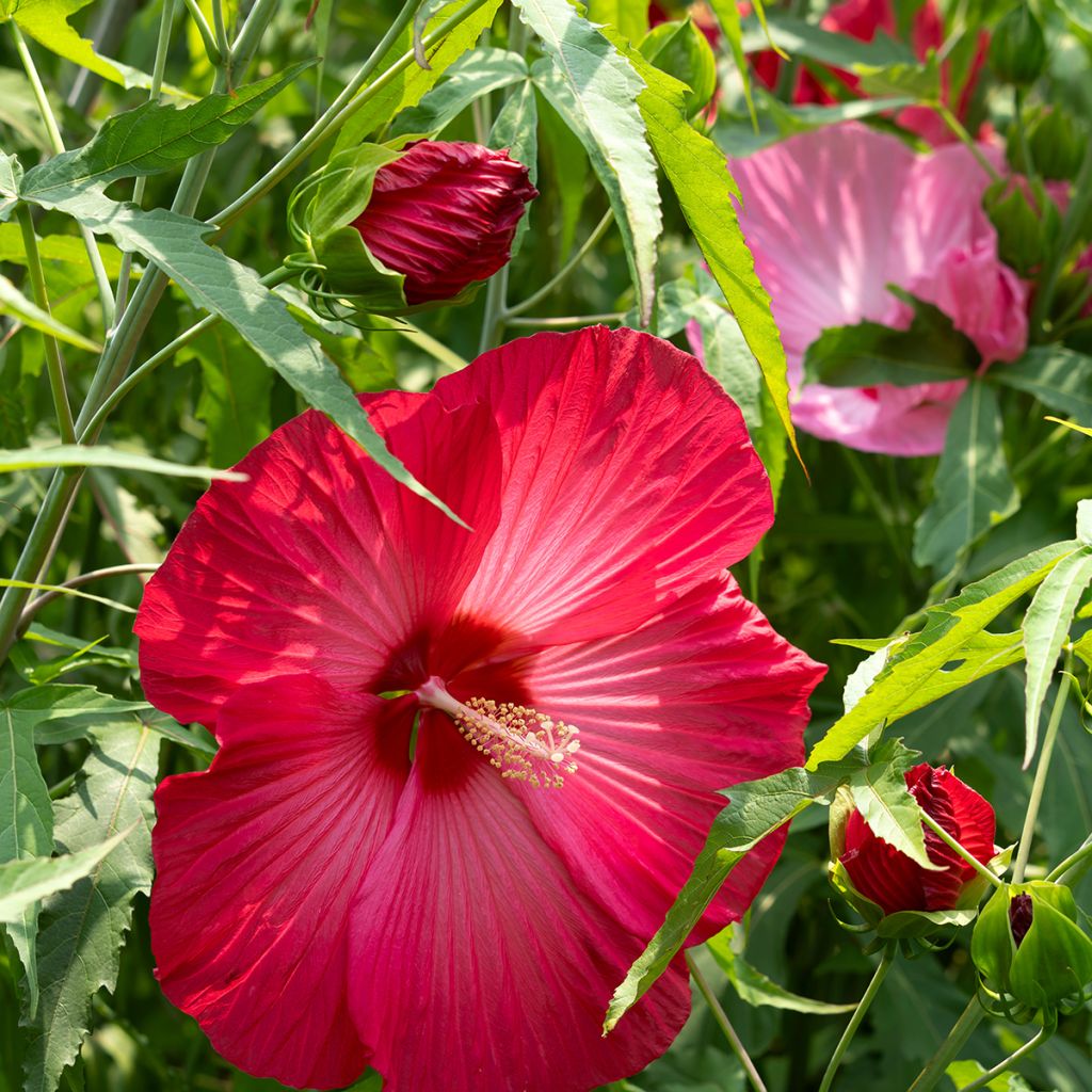 Hibiscus moscheutos Rood - Moerashibiscus