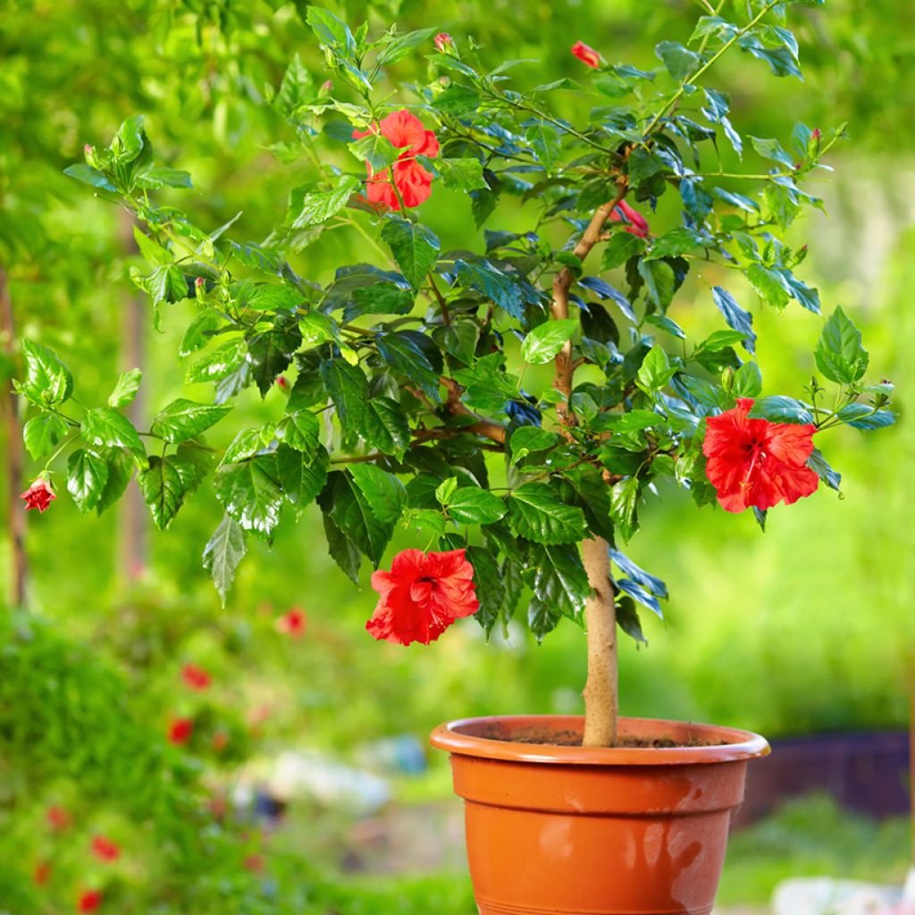 Hibiscus rosa-sinensis - Chinese roos