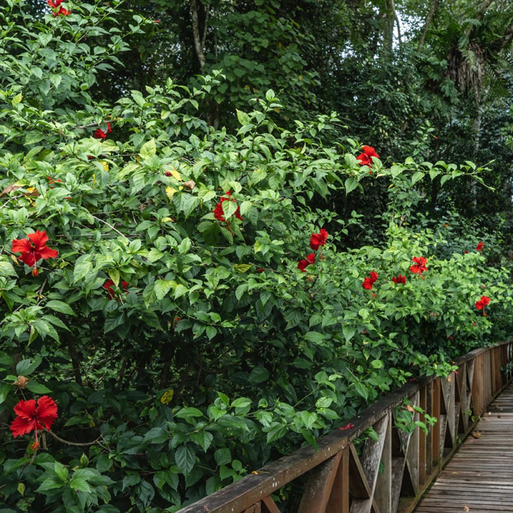Hibiscus rosa-sinensis - Chinese roos