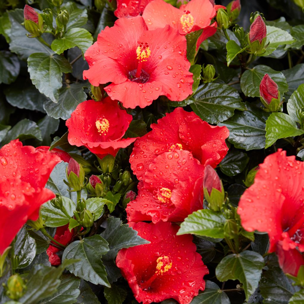 Hibiscus rosa-sinensis - Chinese roos