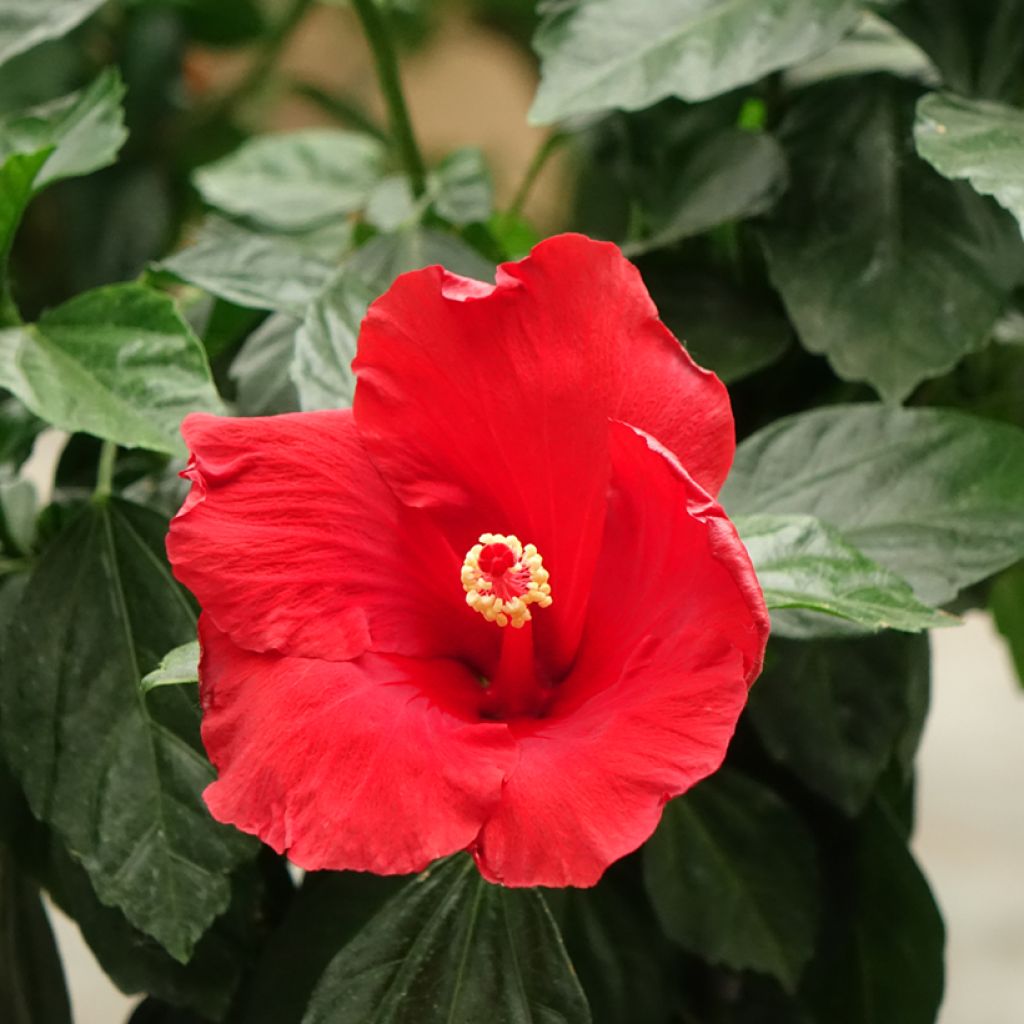 Hibiscus Sunny Cities Premiere Rood - Chinese roos