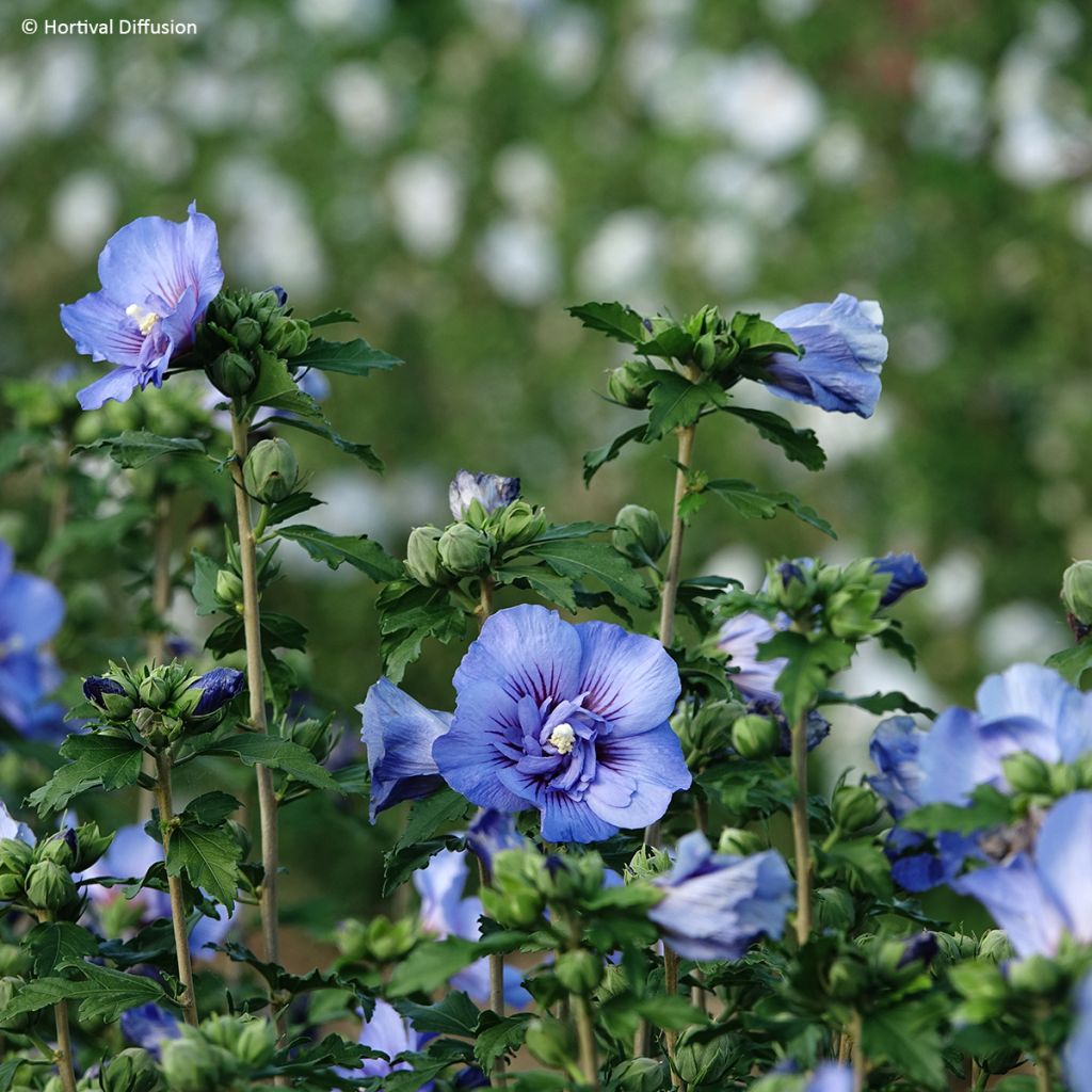Hibiscus syriacus Beautifull Cobalt - Tuinhibiscus