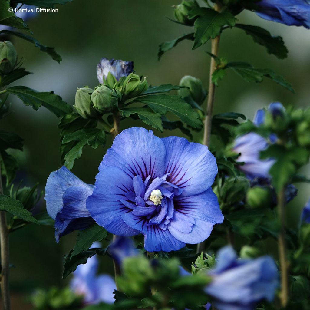 Hibiscus syriacus Beautifull Cobalt - Tuinhibiscus