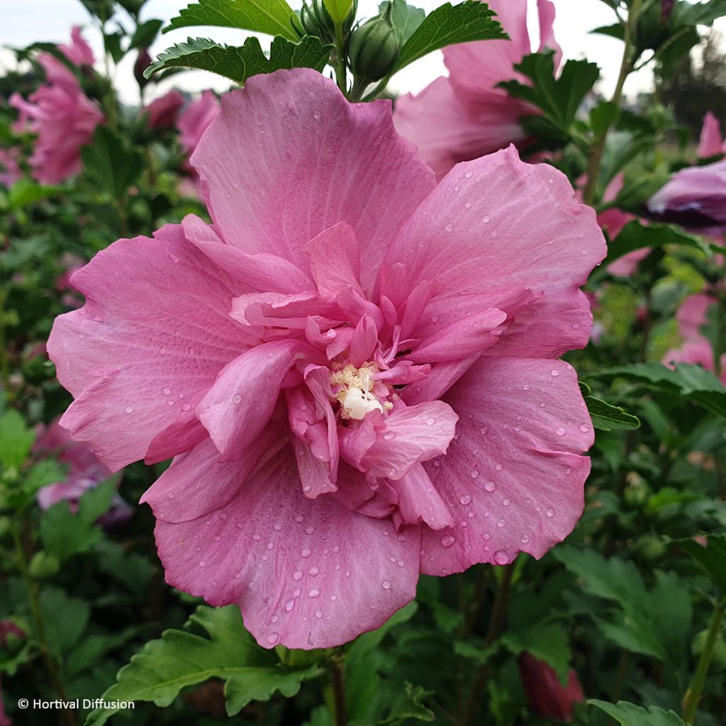 Hibiscus syriacus Beautifull Magenta - Tuinhibiscus