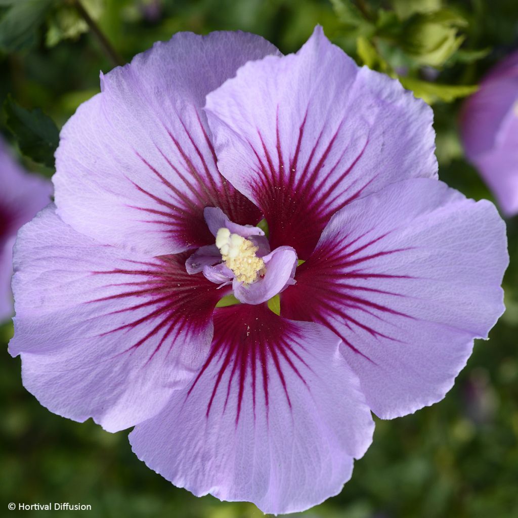 Hibiscus syriacus Btwist Lavender - Tuinhibiscus