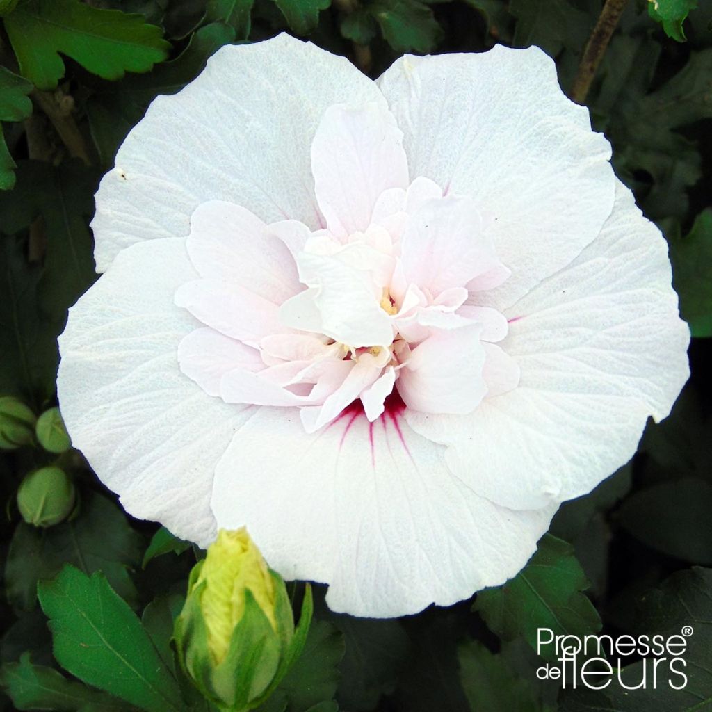 Hibiscus syriacus China Chiffon - Tuinhibiscus