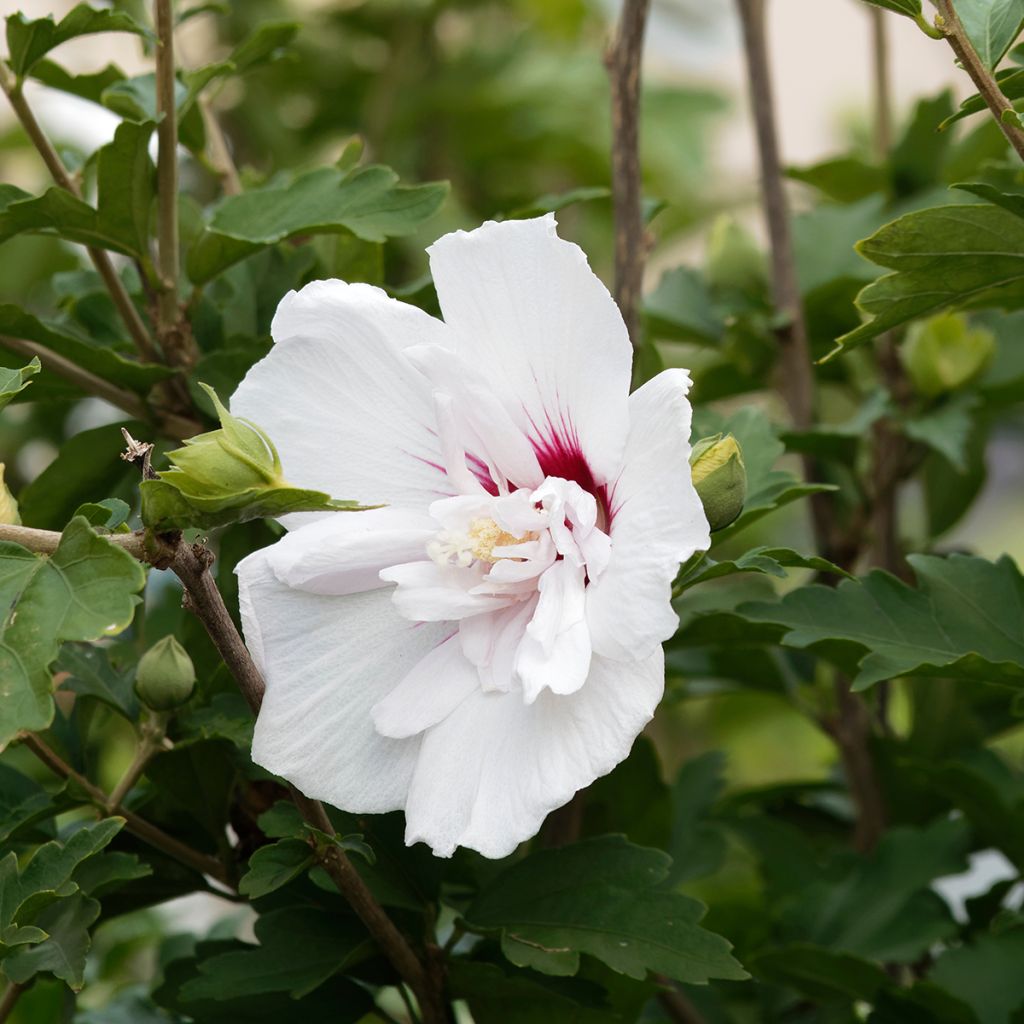 Hibiscus syriacus China Chiffon - Tuinhibiscus