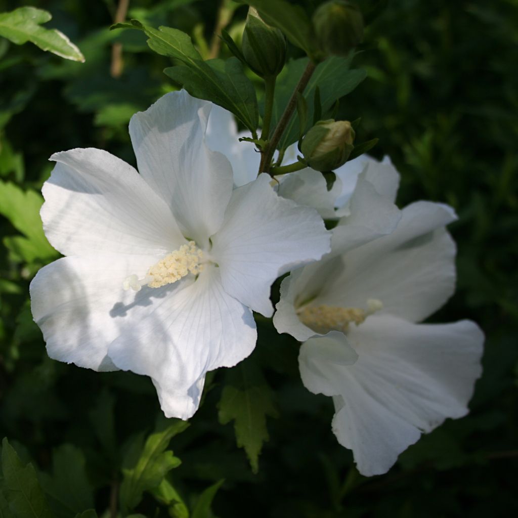 Hibiscus syriacus Eléonore - Tuinhibiscus