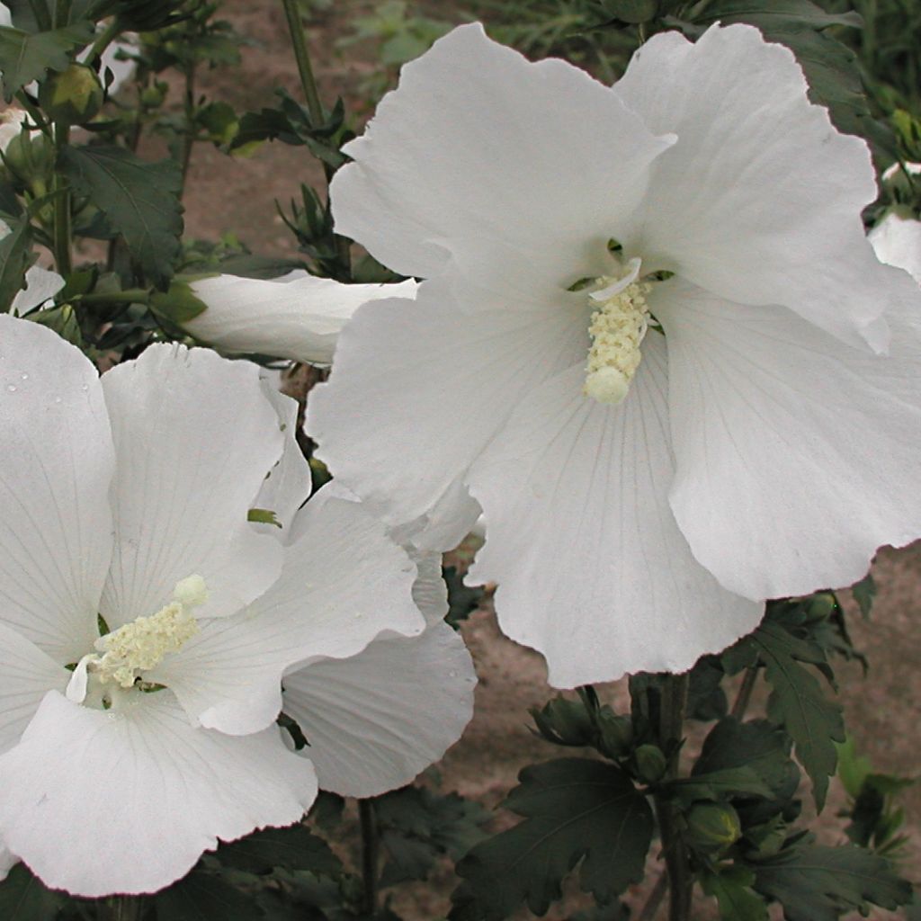 Hibiscus syriacus Eléonore - Tuinhibiscus