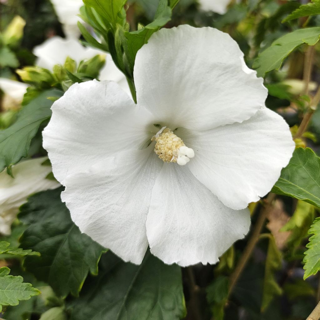 Hibiscus syriacus Eléonore - Tuinhibiscus