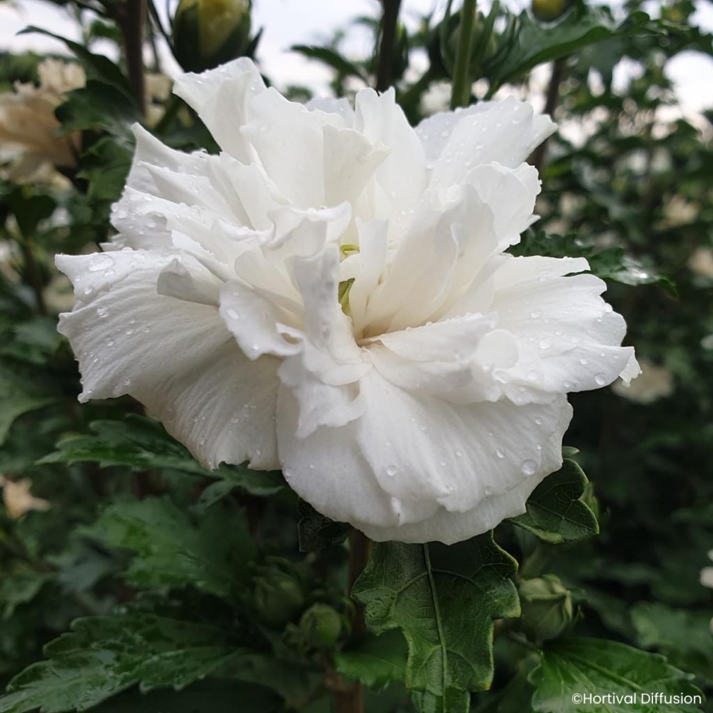Hibiscus syriacus French Cabaret Wit - Tuinhibiscus