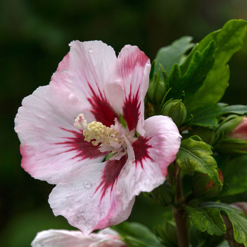 Hibiscus syriacus Hamabo - Tuinhibiscus