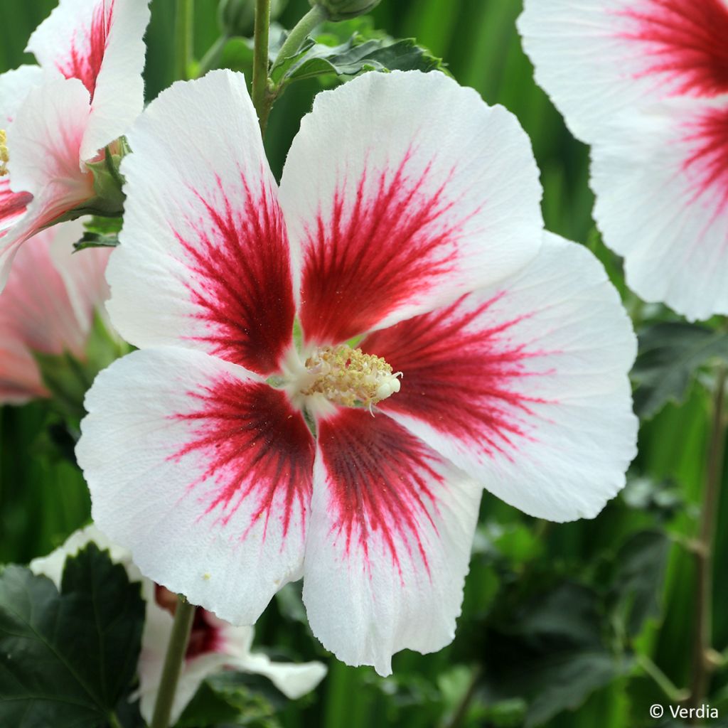 Hibiscus syriacus Blanco - Tuinhibiscus