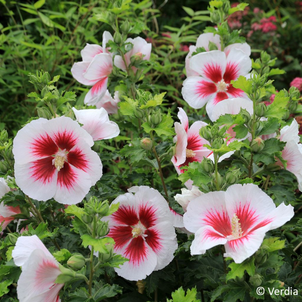 Hibiscus syriacus Blanco - Tuinhibiscus