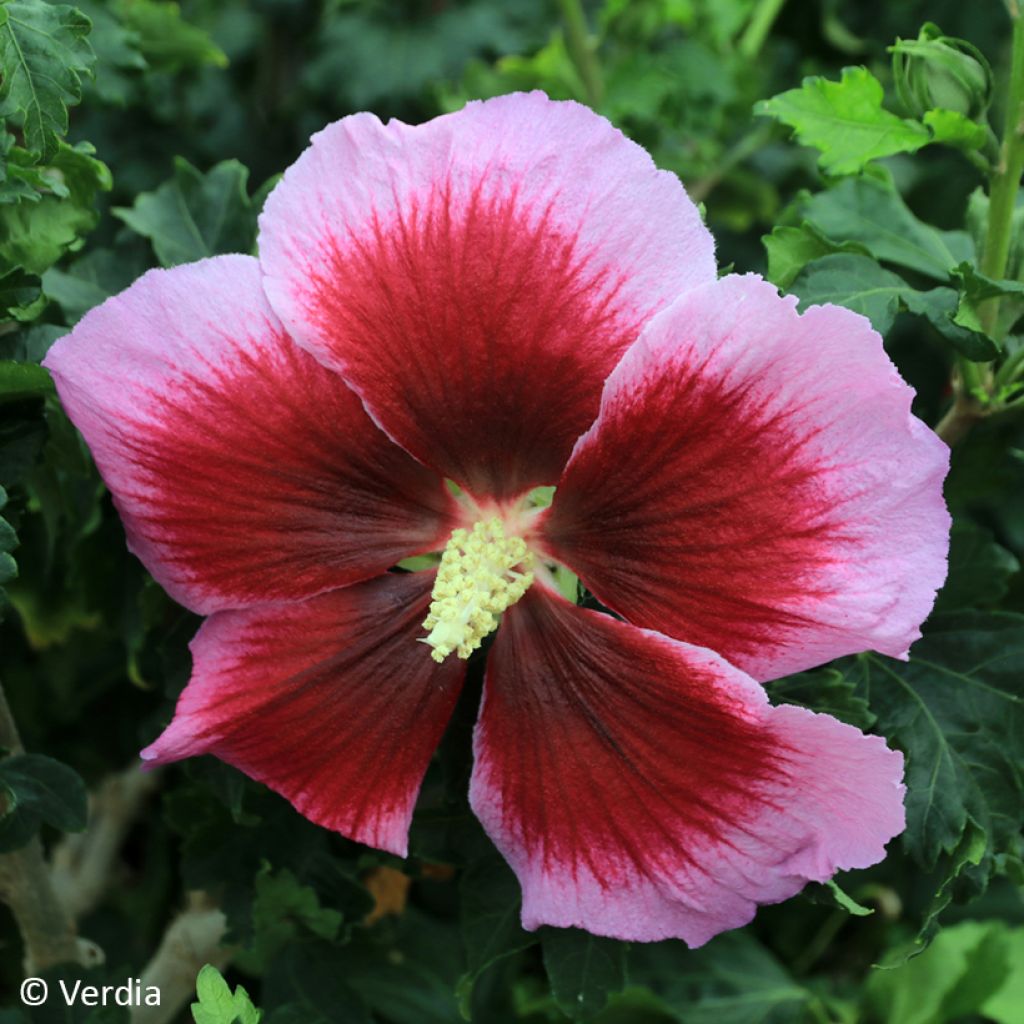 Hibiscus syriacus Hibisa Cocktail - Tuinhibiscus