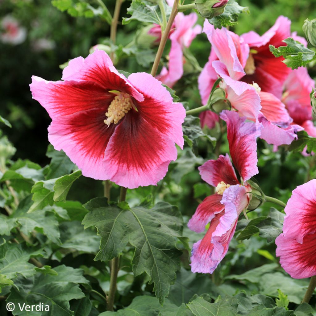 Hibiscus syriacus Hibisa Cocktail - Tuinhibiscus