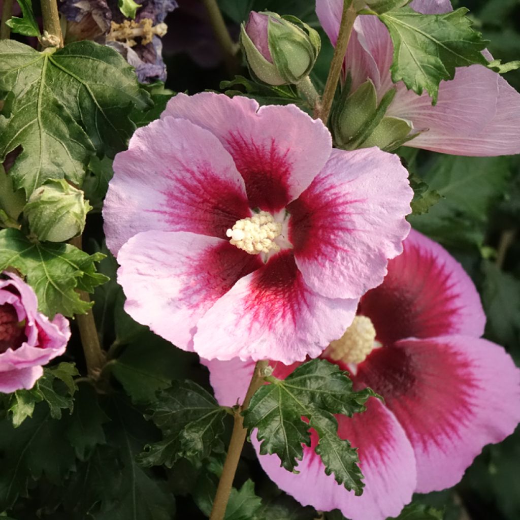Hibiscus syriacus Hibisa Cocktail - Tuinhibiscus