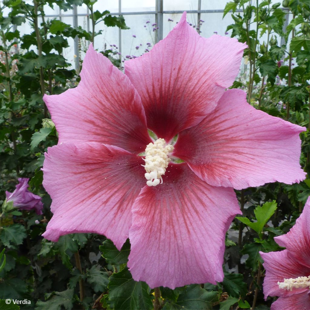 Hibiscus syriacus Hibisa Rosada - Tuinhibiscus