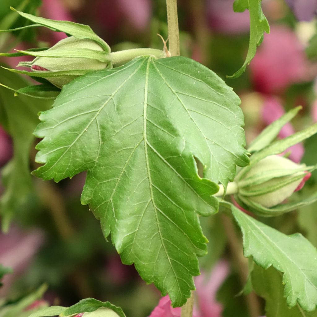 Hibiscus syriacus Hibisa Rosada - Tuinhibiscus