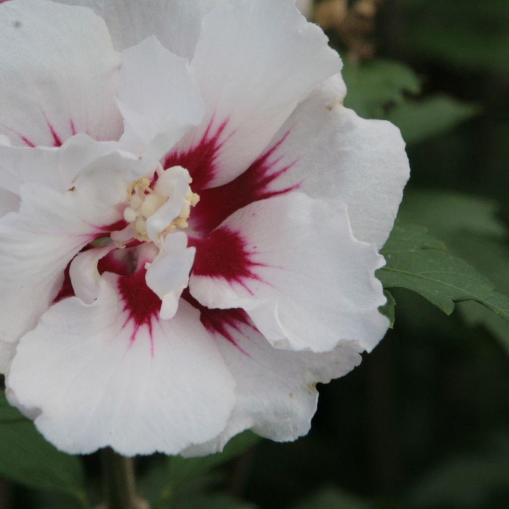 Hibiscus syriacus Lady Stanley - Tuinhibiscus