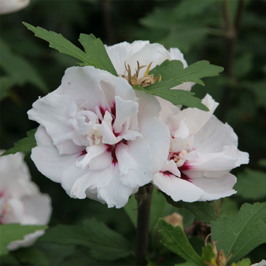 Hibiscus syriacus Lady Stanley - Tuinhibiscus