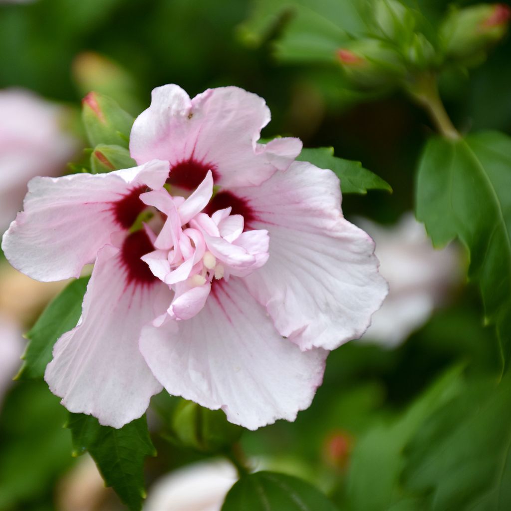 Hibiscus syriacus Leopoldii - Tuinhibiscus