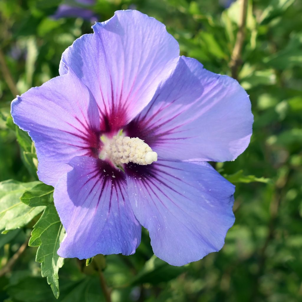 Hibiscus syriacus Oiseau Bleu - Tuinhibiscus