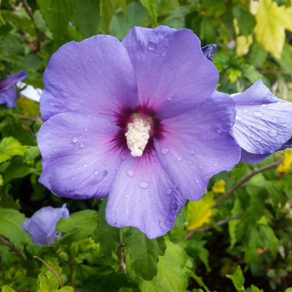 Hibiscus syriacus Oiseau Bleu - Tuinhibiscus