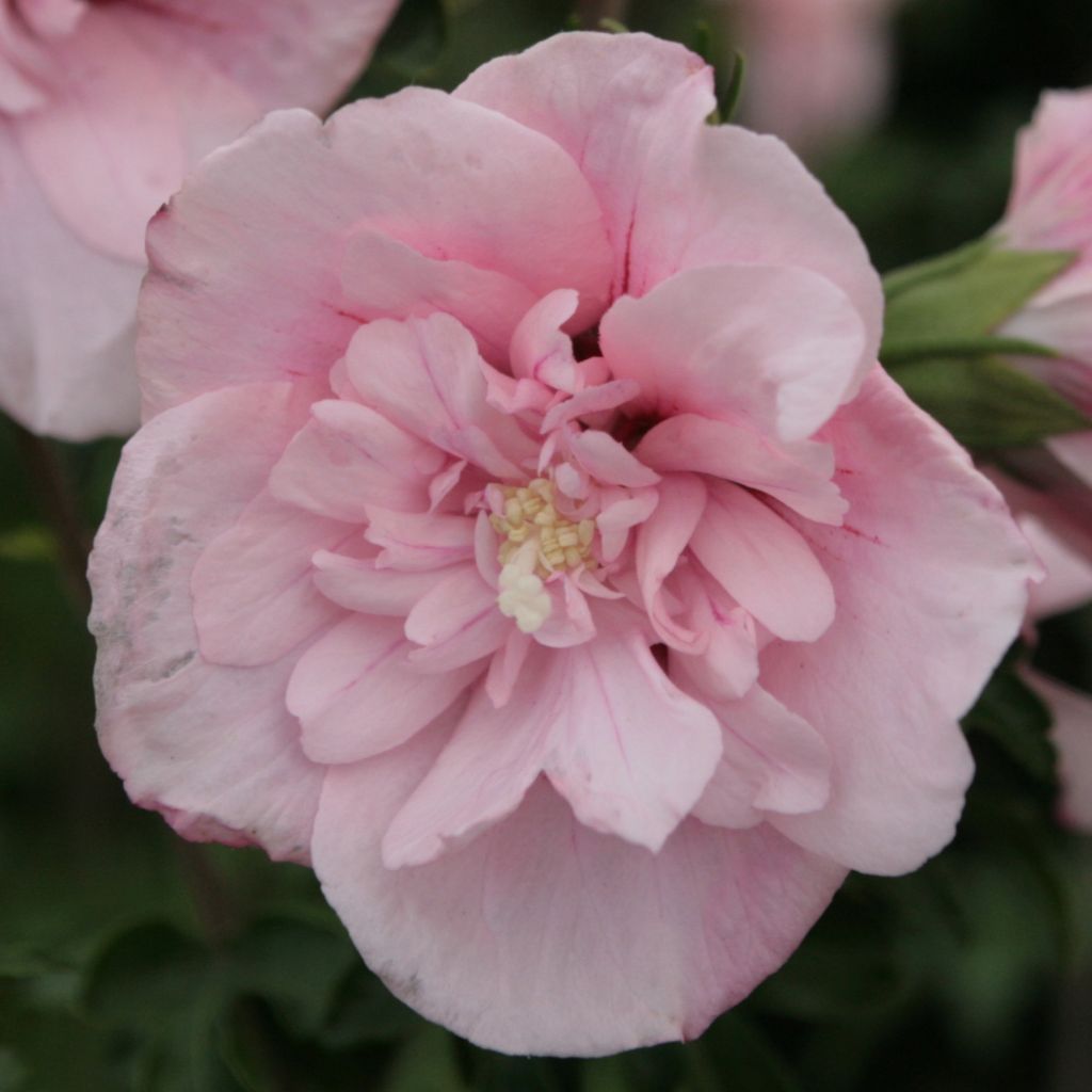 Hibiscus syriacus Pink Chiffon - Tuinhibiscus
