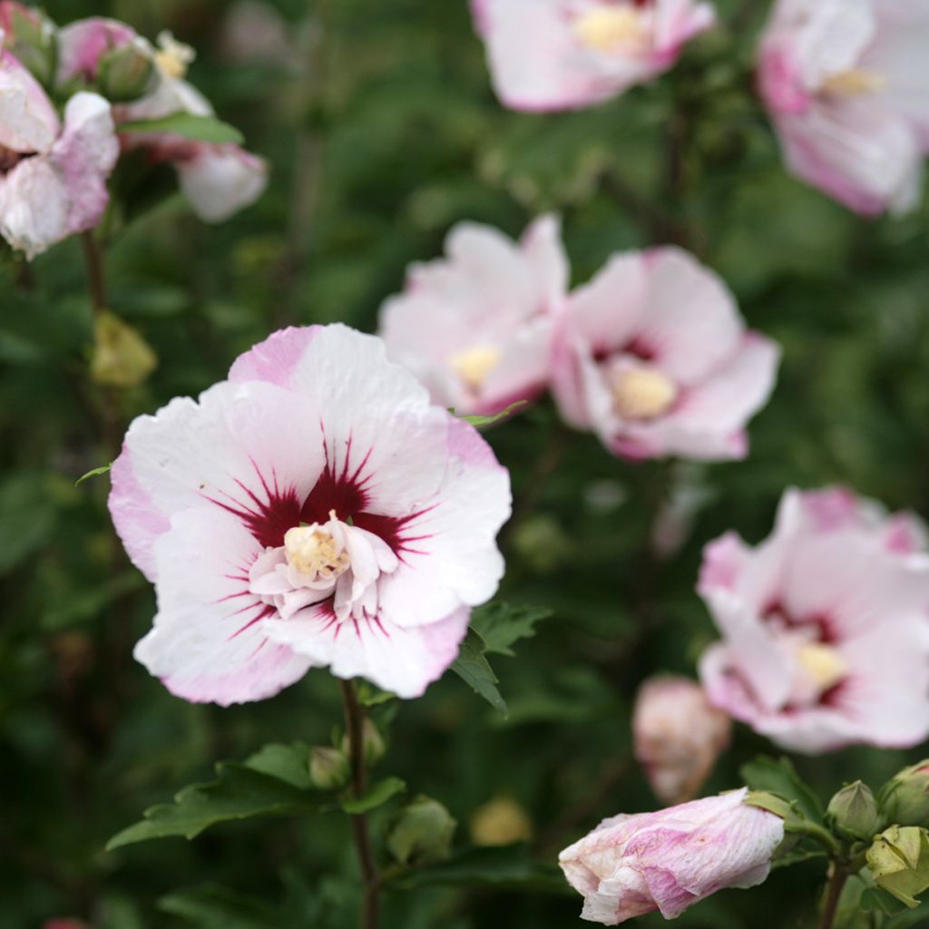 Hibiscus syriacus Pinky Spot - Tuinhibiscus