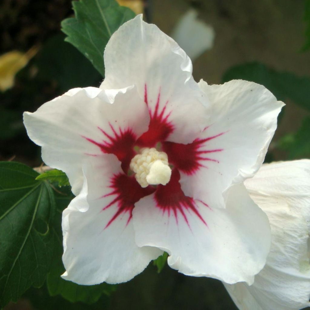 Hibiscus syriacus Red Heart - Tuinhibiscus