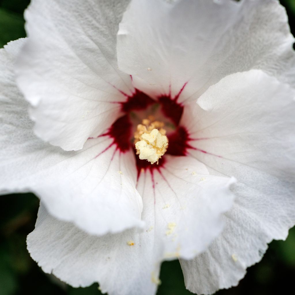 Hibiscus syriacus Red Heart - Tuinhibiscus