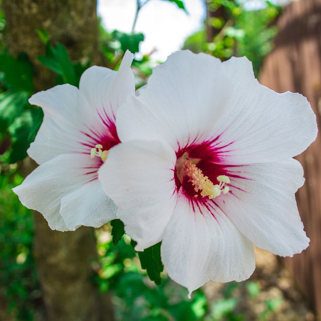 Hibiscus syriacus Red Heart - Tuinhibiscus