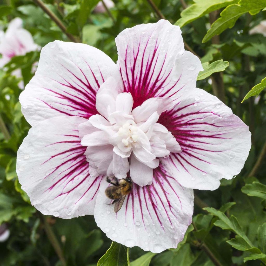 Hibiscus syriacus Starburst Chiffon - Tuinhibiscus