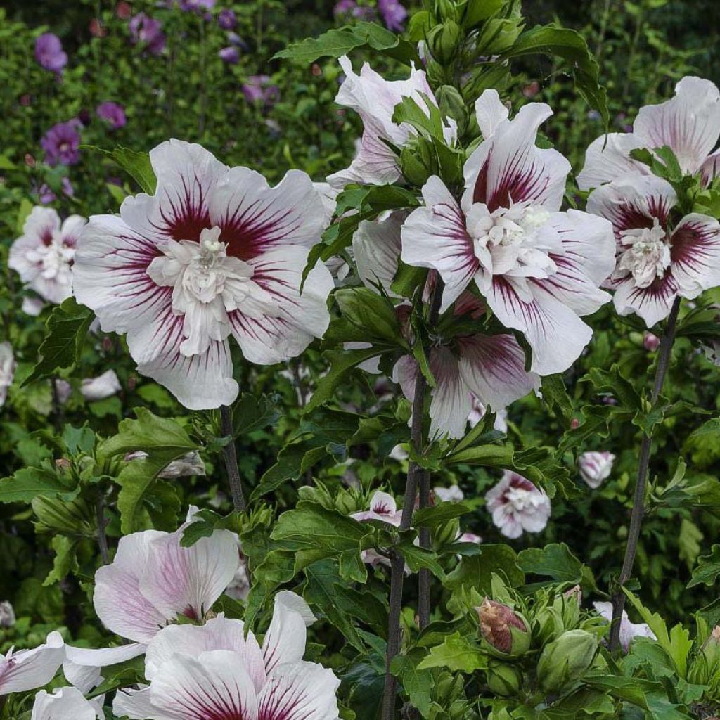 Hibiscus syriacus Starburst Chiffon - Tuinhibiscus