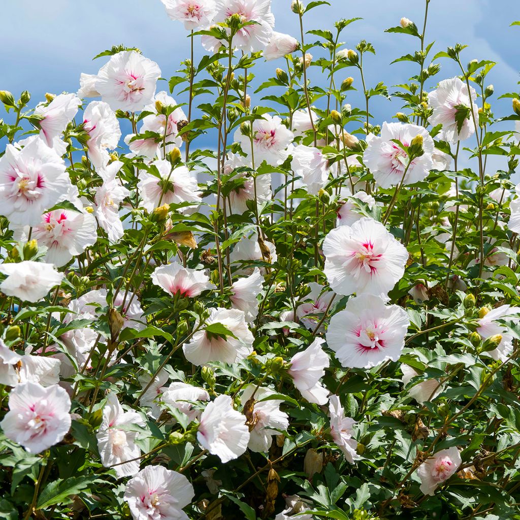 Hibiscus syriacus Starburst Chiffon - Tuinhibiscus