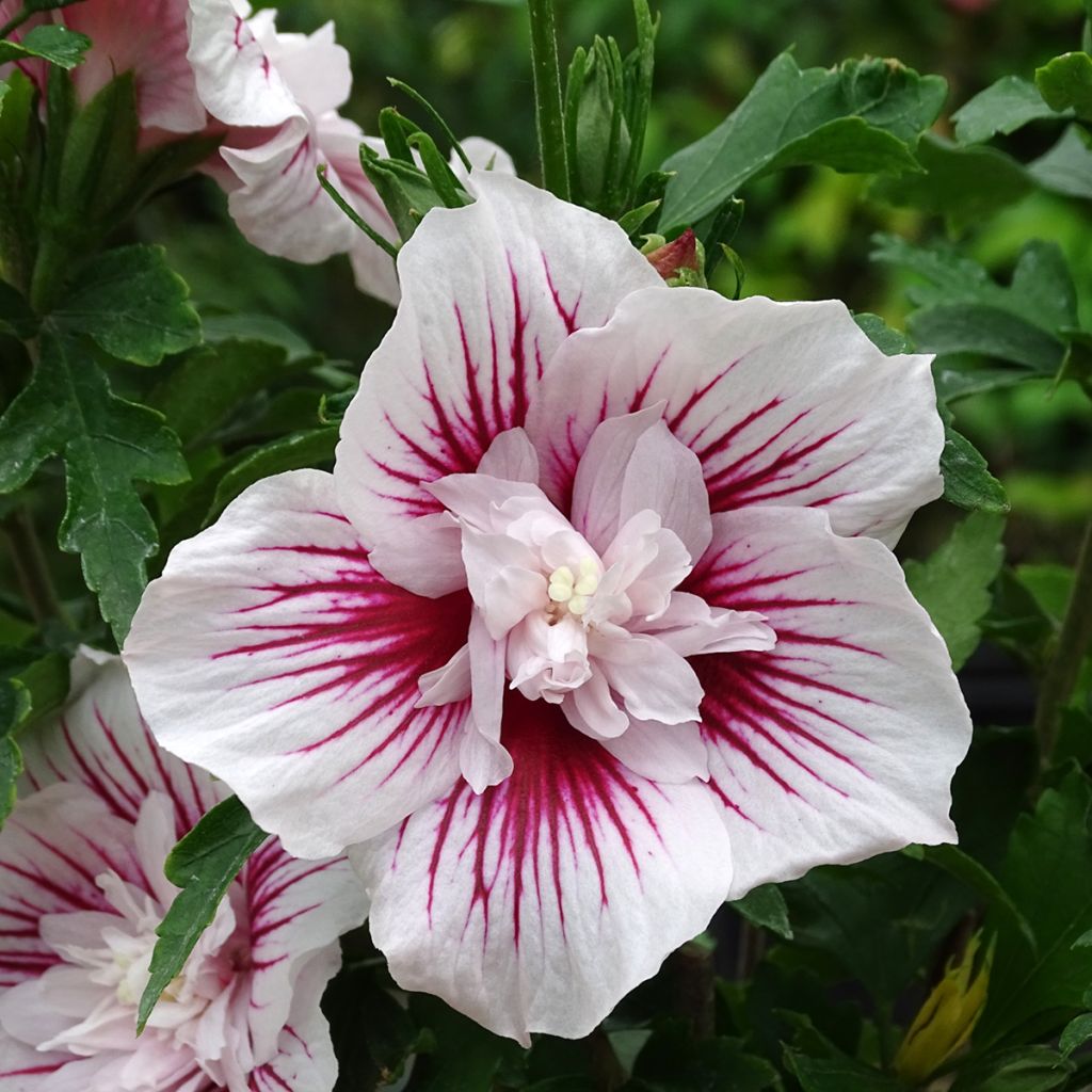 Hibiscus syriacus Starburst Chiffon - Tuinhibiscus