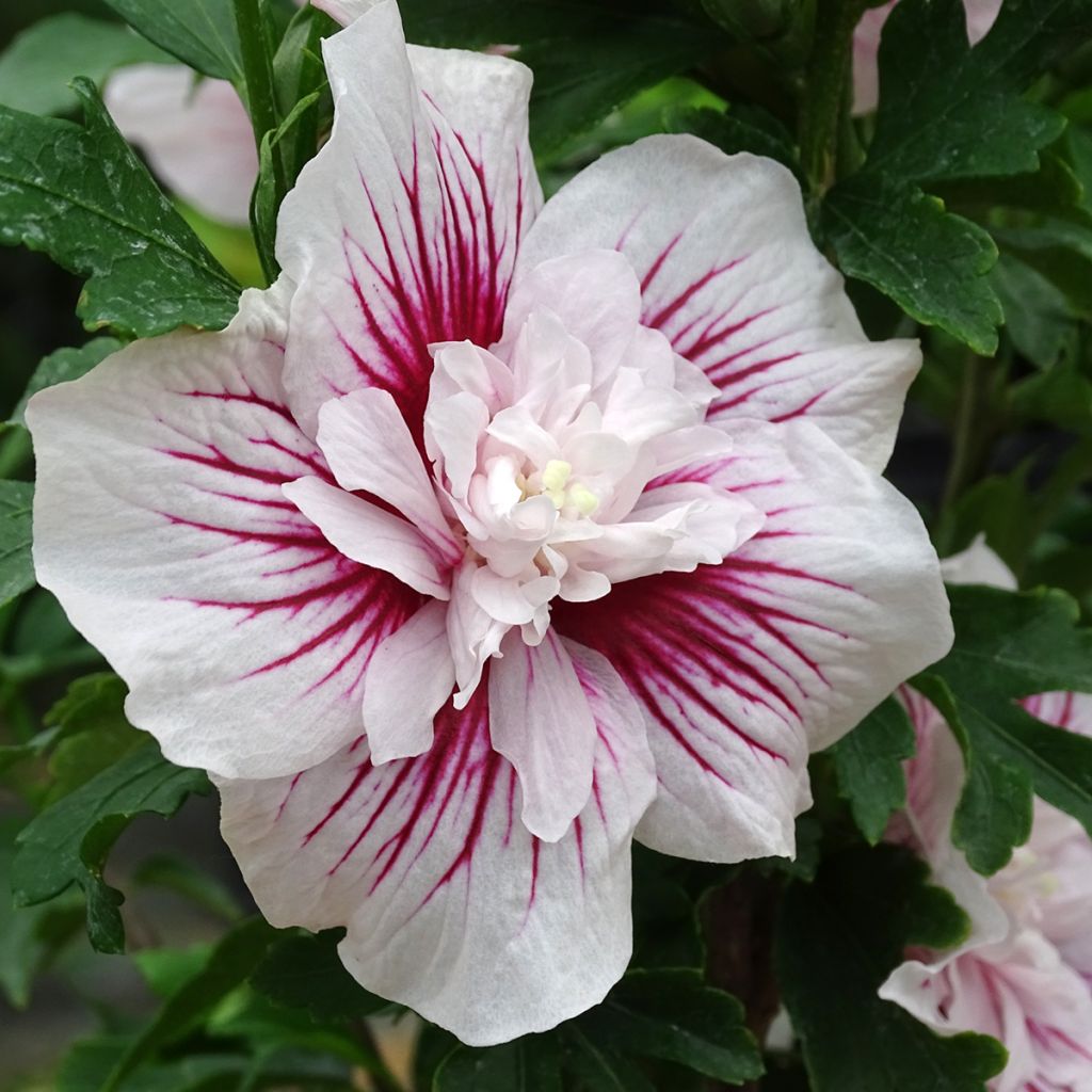 Hibiscus syriacus Starburst Chiffon - Tuinhibiscus