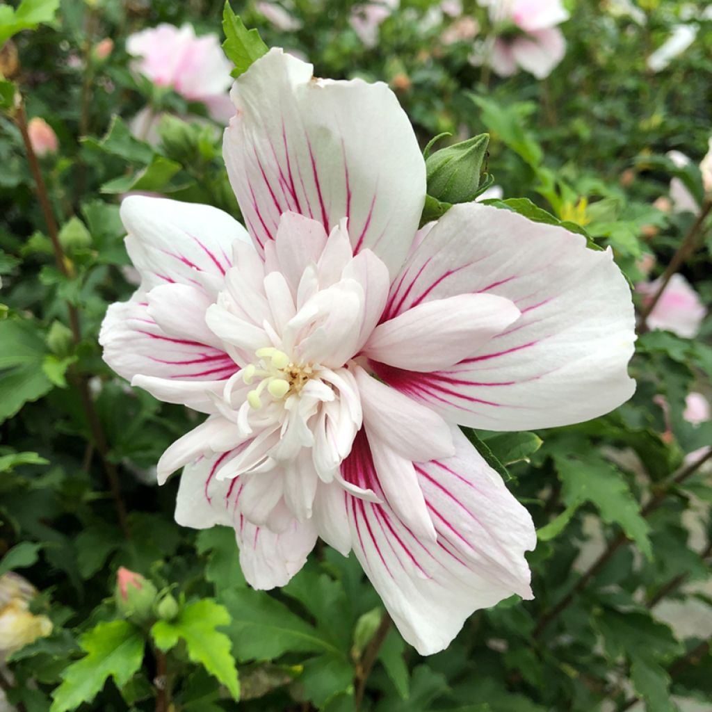 Hibiscus syriacus Starburst Chiffon - Tuinhibiscus