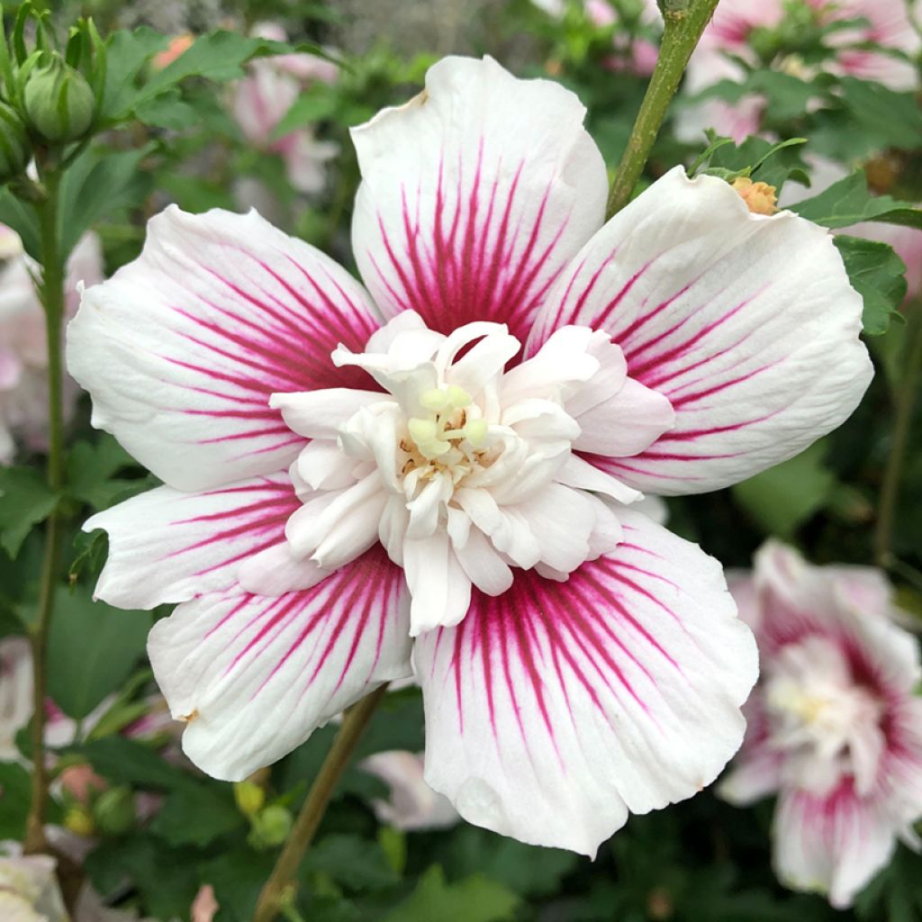 Hibiscus syriacus Starburst Chiffon - Tuinhibiscus