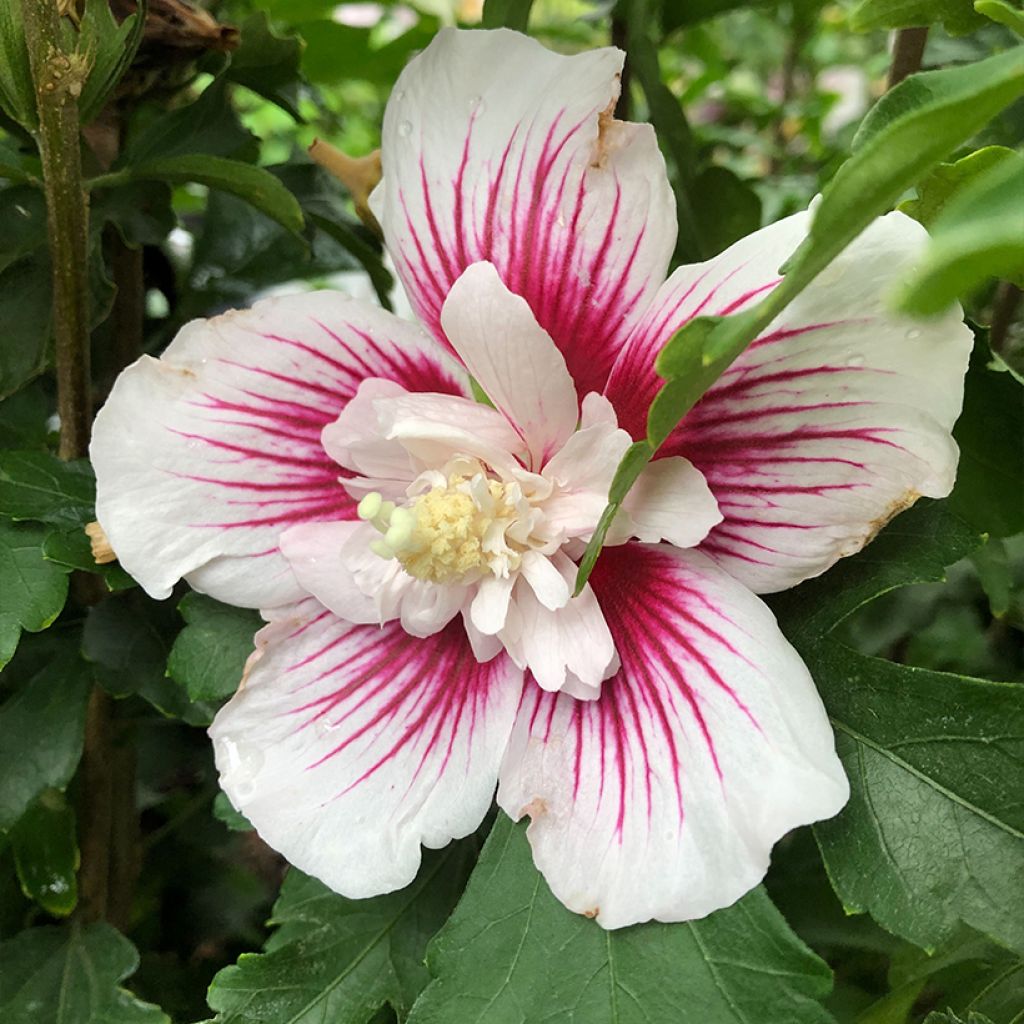 Hibiscus syriacus Starburst Chiffon - Tuinhibiscus
