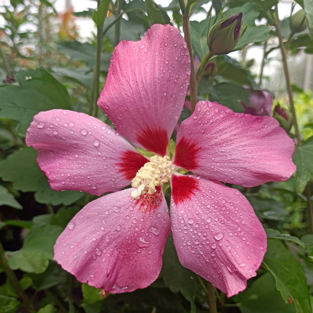 Hibiscus syriacus Woodbridge - Tuinhibiscus
