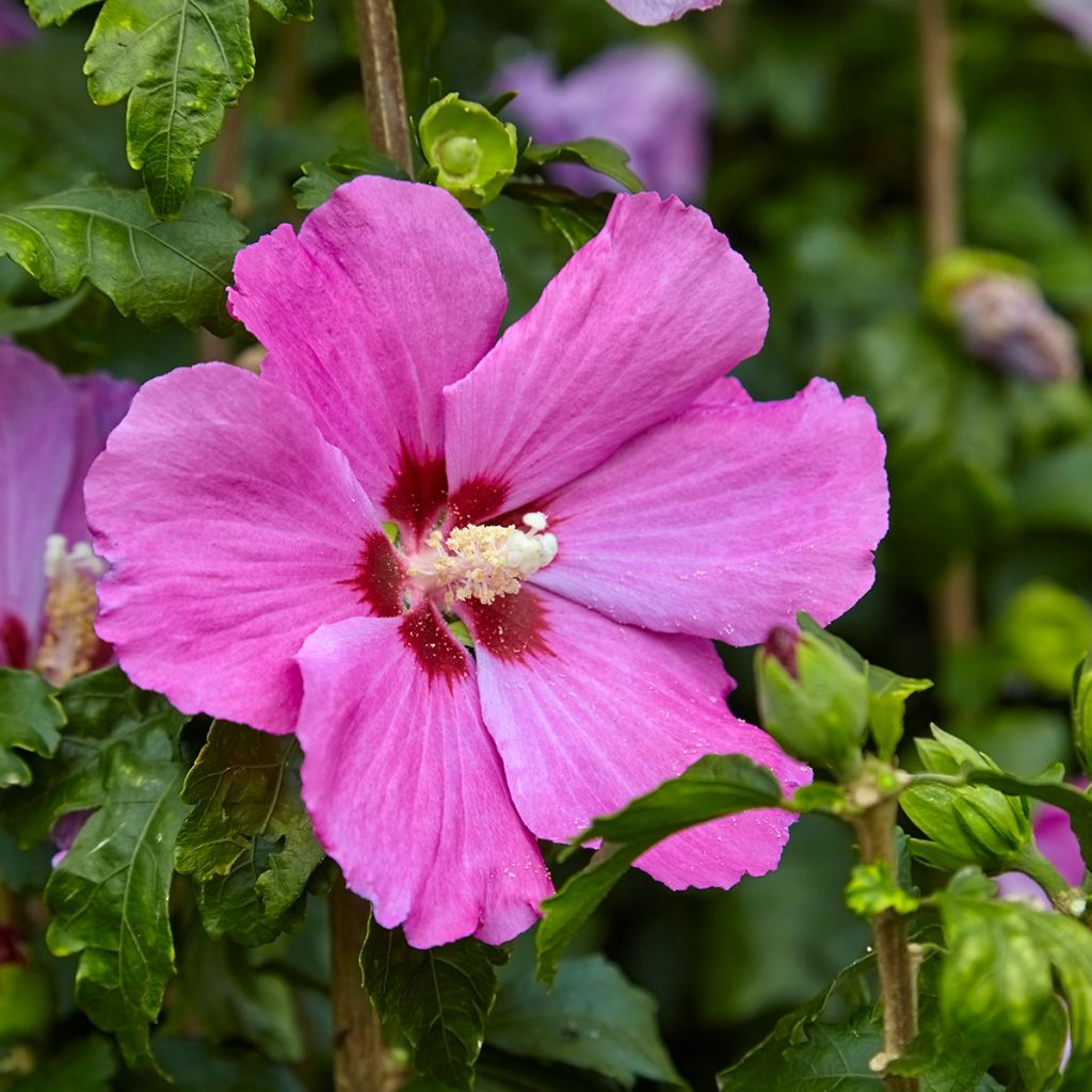 Hibiscus syriacus Pink Giant - Tuinhibiscus