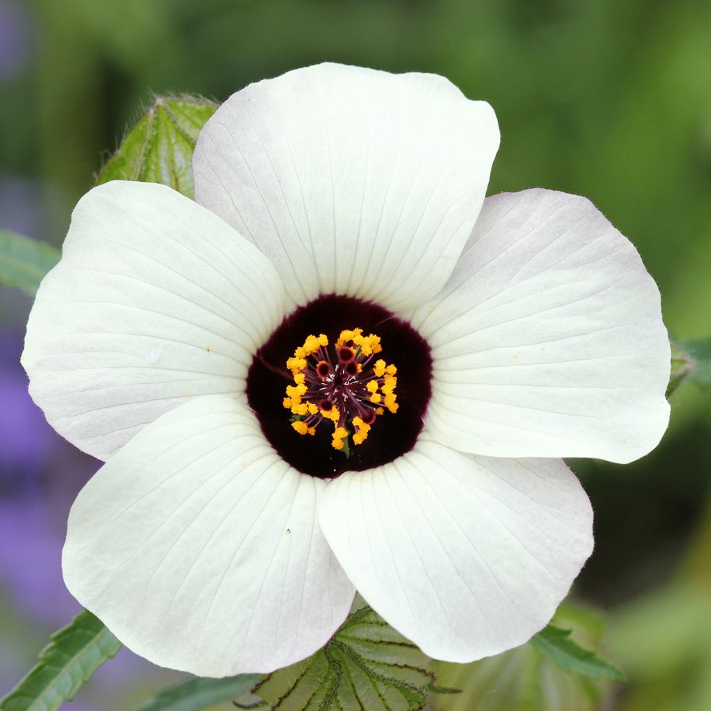 Hibiscus trionum - Drie-urenbloem