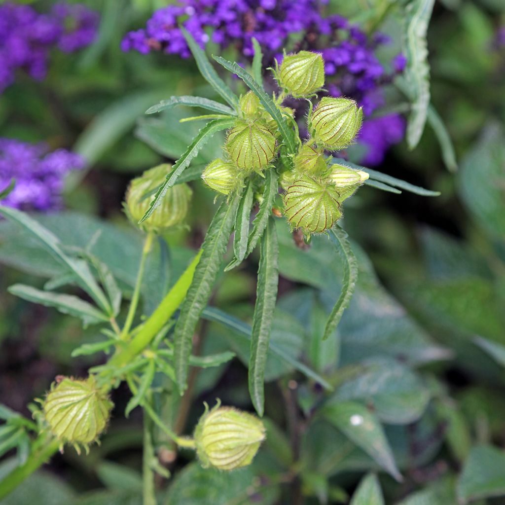 Hibiscus trionum - Drie-urenbloem